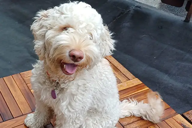 welpen australian labradoodle