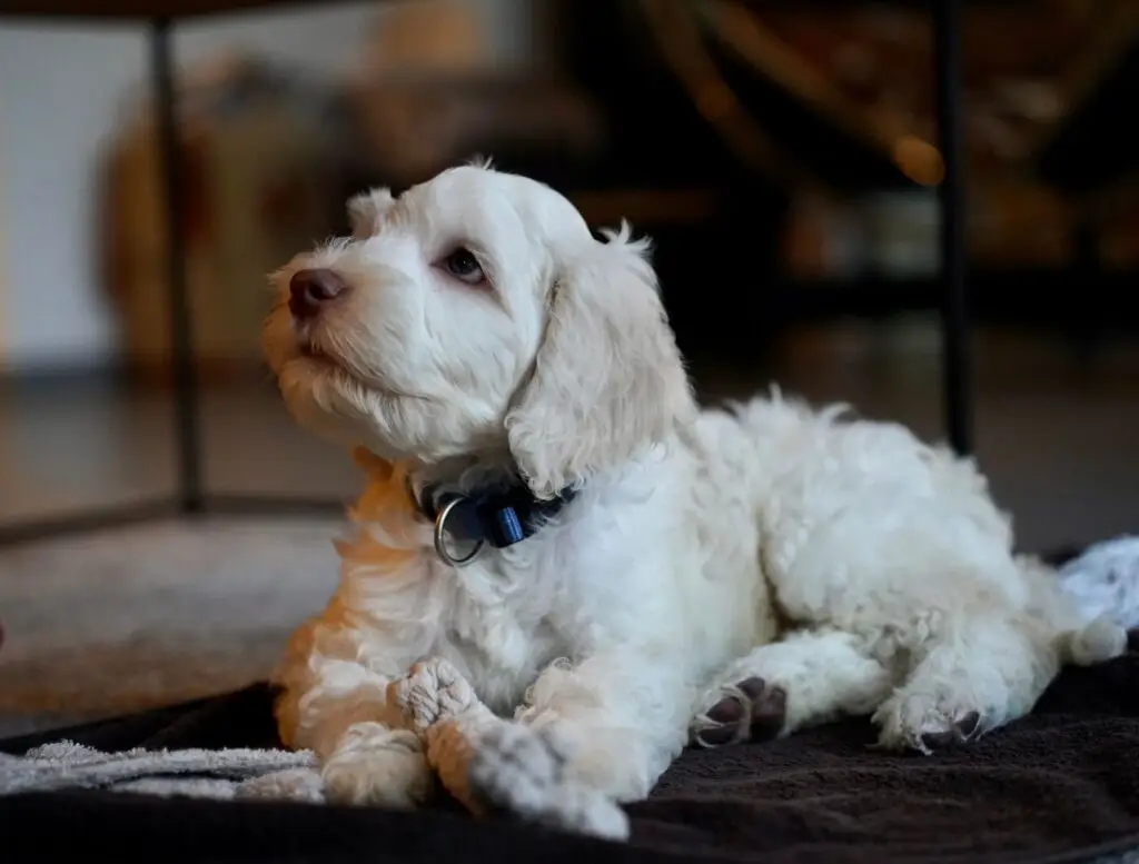 welpen australian labradoodle
