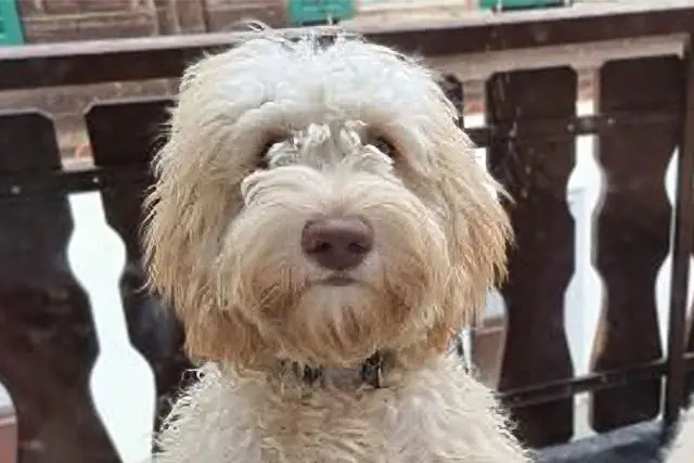 welpen australian labradoodle