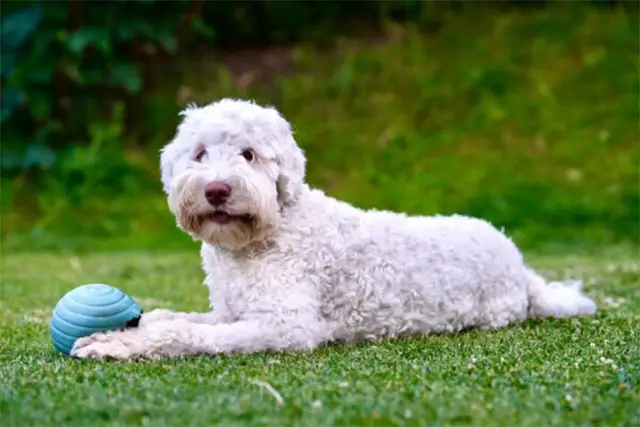 welpen australian labradoodle